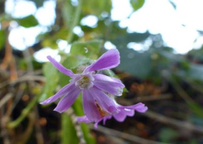 Silene dioica, Rote Lichtnelke