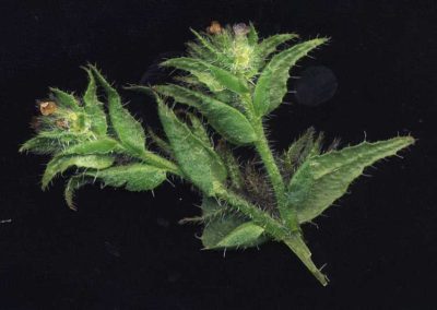 Anchusa arvensis, Acker-Ochsenzunge. H.-H. Poppendieck