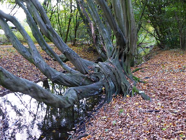 Wilde Charakterbäume an Tarpenbek und Bornbach