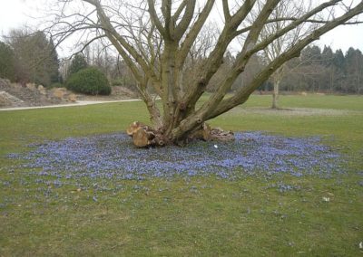 Chionodoxa luciliae in der Kronentraufe von Pterocarya fraxinifolia, Neuer Botanischer Garten Kein-Flottbek März 2015