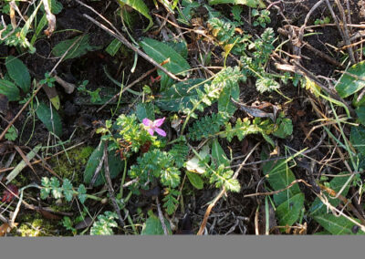 Erodium_cicutarium_Barbara-Denker