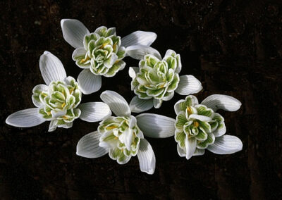 Gefuelltes Schneegloeckchen Galanthus nivalis-Flore Pleno Detail