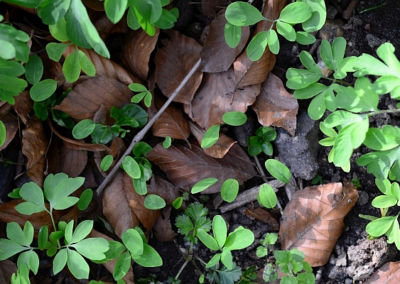 Keimlinge des Hohlen Lerchensporns