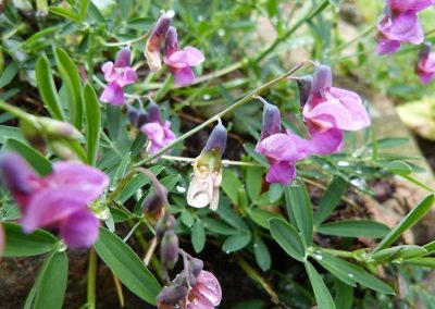 Lathyrus linifolius