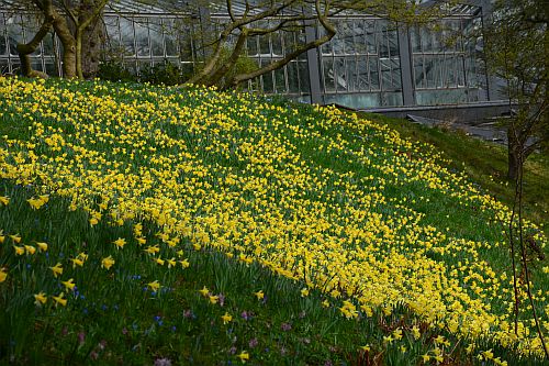 Die Narzissenwiese im Alten Botanischen Garten