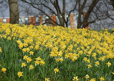 Wildnarzissen im Alten Botanischen Garten