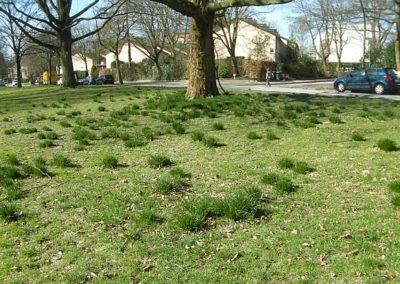 Dolden Milchstern Ornithogalum umbellatum an der Köppenstraße vor der Blüte am 22.3.2017