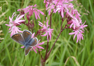 Polyommatus icarus Hauhechelbläuling