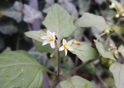 Solanum nigrum, Schwarzer Nachtschatten. Imke Bodendieck