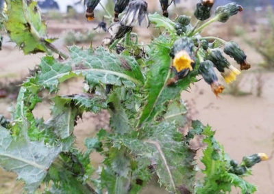 Sonchus asper, Rauhe Gänsedistel. U. Lützen