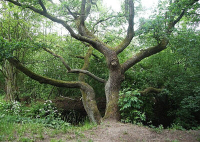 Stieleiche Quercus robur. Langenhorn, Tarpenbek 2011