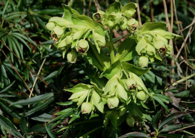 Stinkende Nieswurz Helleborus foetidus