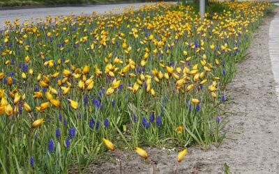 Zehntausend „Neue Wildtulpen“ blühen auf Mittelstreifen