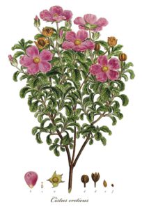 Flora Graeca: Cistus creticus